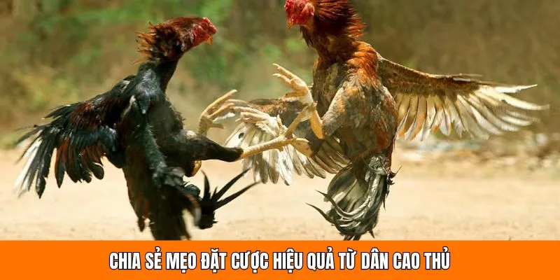 Chia sẻ mẹo đặt cược hiệu quả từ dân cao thủ 