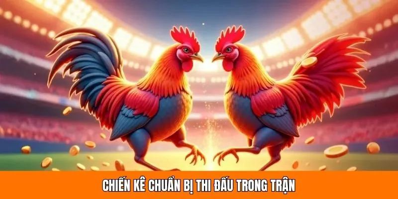 Chiến kê chuẩn bị thi đấu trong trận