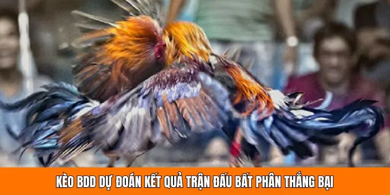 Kèo BDD dự đoán kết quả trận đấu bất phân thắng bại 