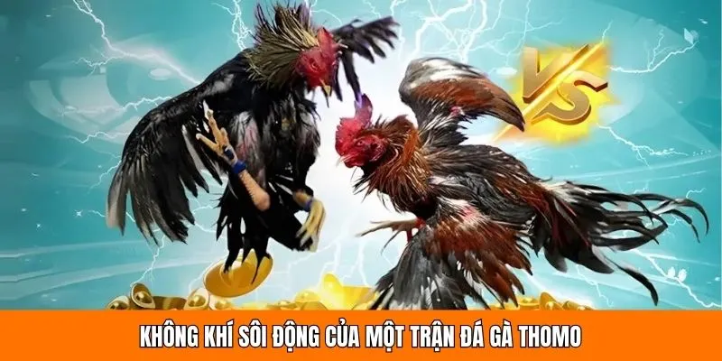Không khí sôi động của một trận đá gà Thomo